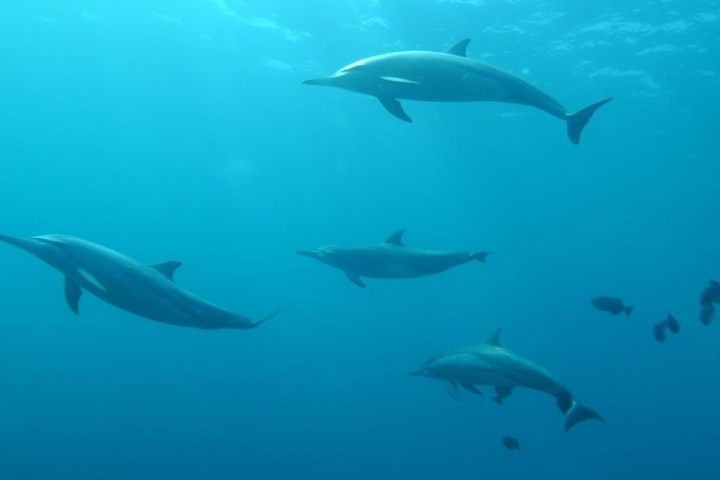 a pod of dolphins swimming underwater