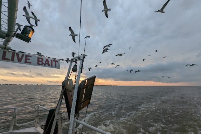a flock of seagulls flying over a body of water